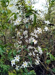 Clematis paniculata