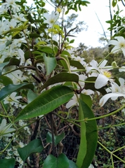 Clematis paniculata