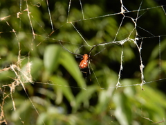 Argyrodes miniaceus