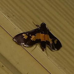 Salbia zena