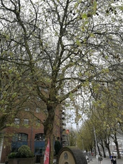 Platanus