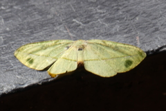 Omiza miliaria