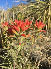 Castilleja rigida