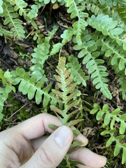Polypodium amorphum