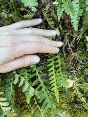 Polypodium amorphum