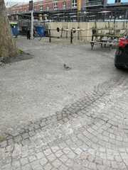 Columba livia domestica