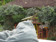 Mantodea