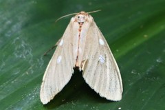 Tinolius eburneigutta