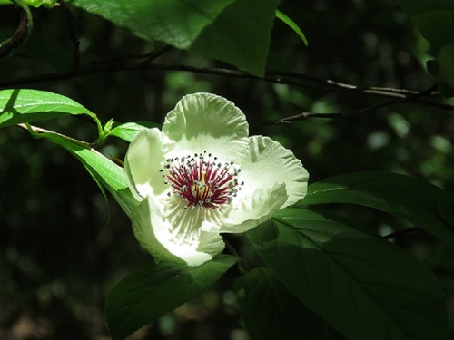 Stewartia malacodendron image