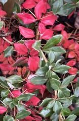 Berberis verruculosa