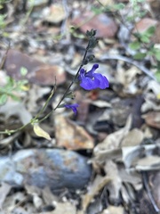 Salvia lycioides