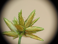 Cyperus platystylis