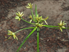 Cyperus platystylis