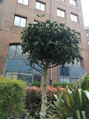 Ilex aquifolium
