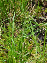 Cyperus platystylis