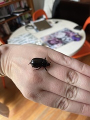 Euetheola