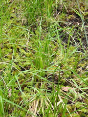 Cyperus platystylis