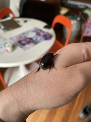 Euetheola