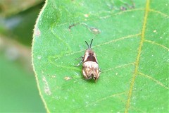Phycodes taonopa