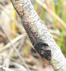 Glenoleon pulchellus