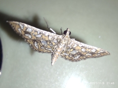 Nausinoe geometralis