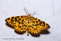 Epobeidia tigrata tigrata