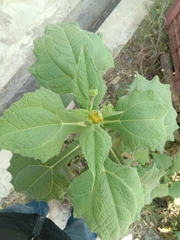 Smallanthus sonchifolius