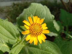 Smallanthus sonchifolius