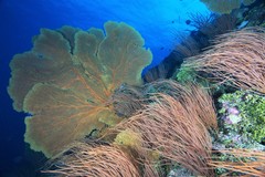 Ellisella ceratophyta