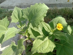 Smallanthus sonchifolius