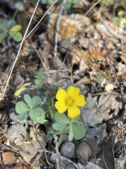 Oxalis albicans