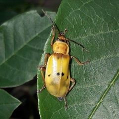 Chauliognathus missionum