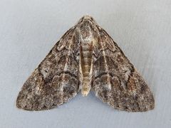 Galenara lixarioides