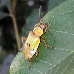 Chauliognathus missionum