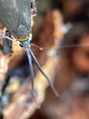 Pollanisus subdolosa