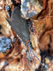 Pollanisus subdolosa