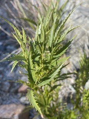 Tecoma stans angustata