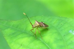 Cletomorpha benita