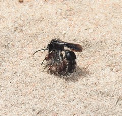 Ephutomorpha ferruginata