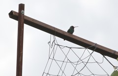 Cynanthus latirostris