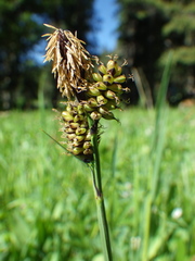 Carex raynoldsii
