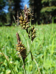 Carex raynoldsii
