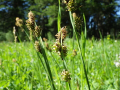 Carex raynoldsii