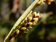 Carex raynoldsii