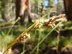 Carex raynoldsii