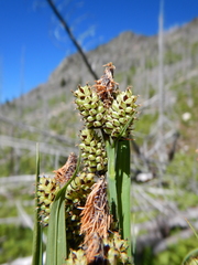 Carex raynoldsii
