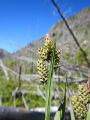 Carex raynoldsii