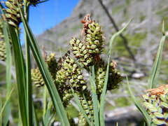 Carex raynoldsii