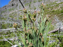 Carex raynoldsii