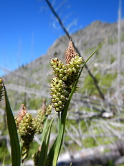 Carex raynoldsii